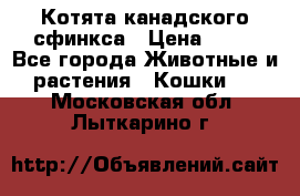 Котята канадского сфинкса › Цена ­ 15 - Все города Животные и растения » Кошки   . Московская обл.,Лыткарино г.